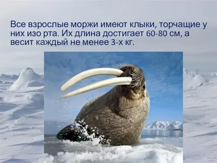 Сколько моржа