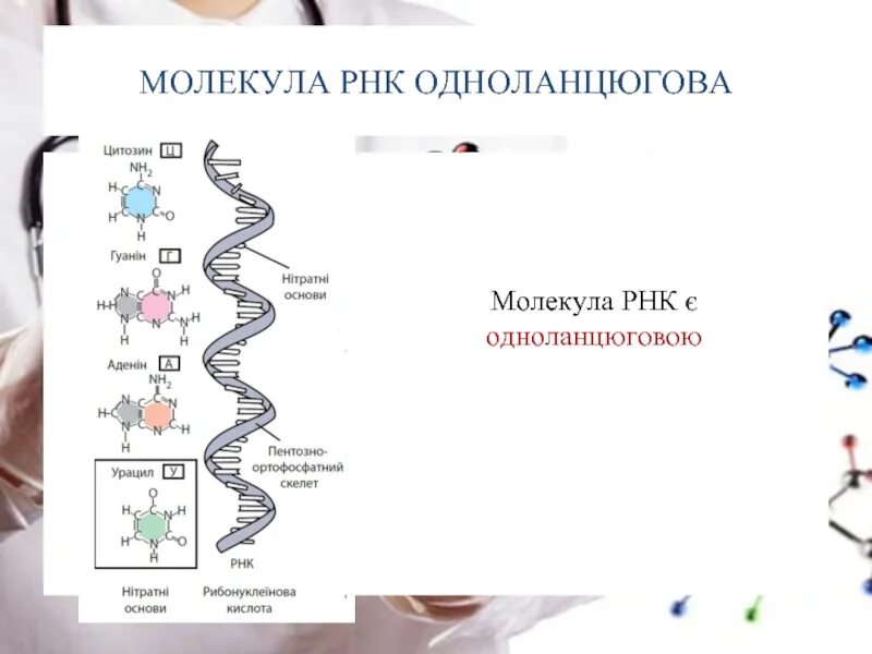 Молекула и рнк содержит информацию о. Молекула рнк. строение молекулы рнк. молекула рнк имеет структуру. двухцепочечная рнк.