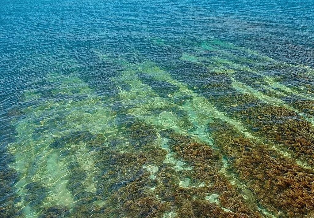 Жизнь в океане сконцентрирована на мелководье. Морские водоросли черного моря. Лауренсия водоросль чёрное море. Ламинария Черноморская. Бурые водоросли черного моря.