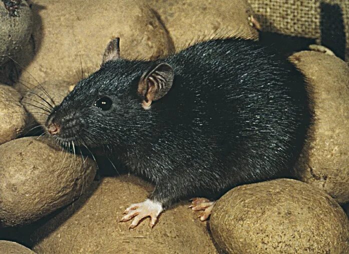 Rattus Rattus чёрная крыса. Крыса черная Дикая. Серо черная крыса. Крысы вредители. Черная крыса название