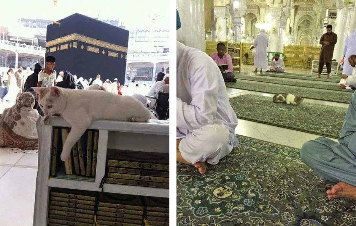 Мусульманский кот. Муизза кошка пророка. Кот пророка Мухаммеда Муизза. Кошка в мечети. Кот мусульманин.