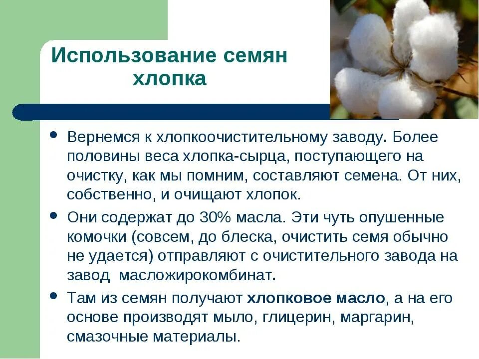 Почему хлопок. Хлопок краткое описание. доклад про хлопок. хлопок растение описание. хлопки для презентации.
