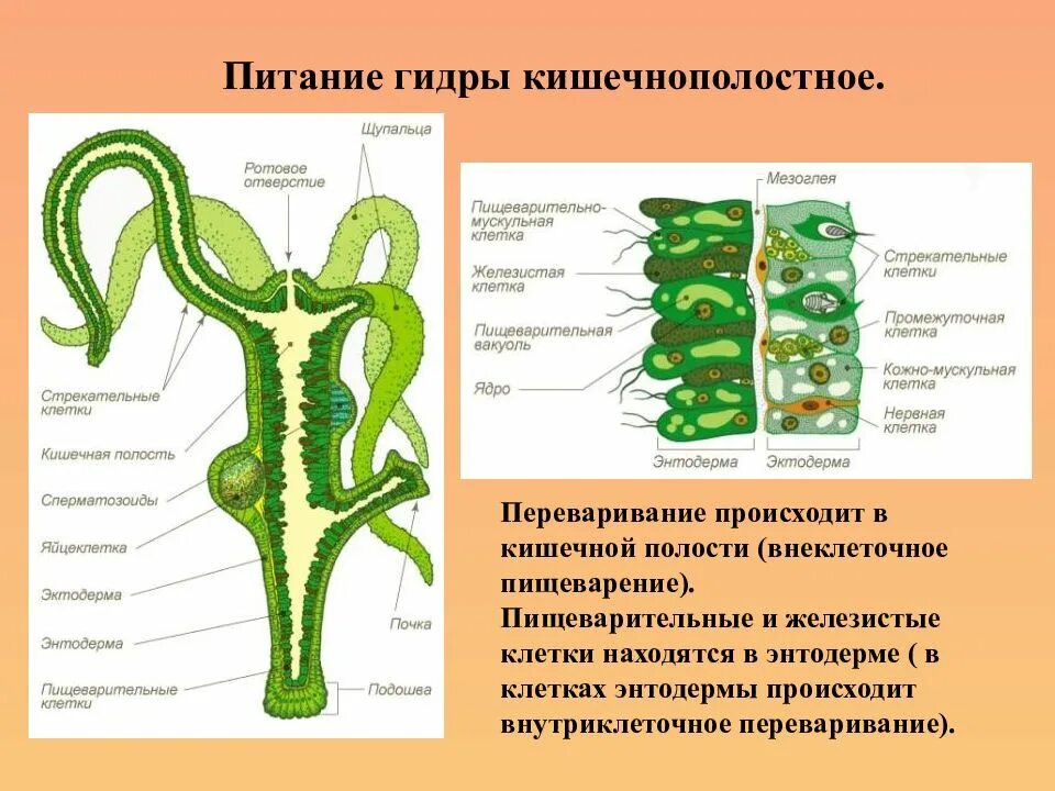 Имеет гастральную полость. Строение пищеварительной системы гидры. Пищеварительная система кишечнополостных гидра. Пресноводный полип гидра строение. Гидра Тип питания.