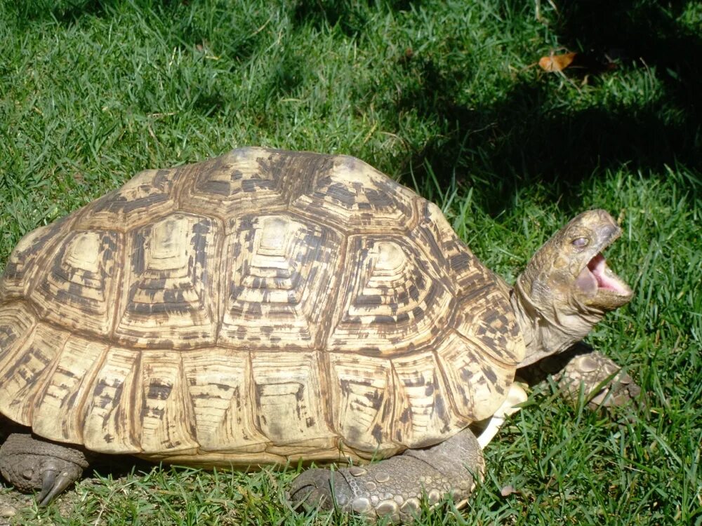 Leopard tortoise