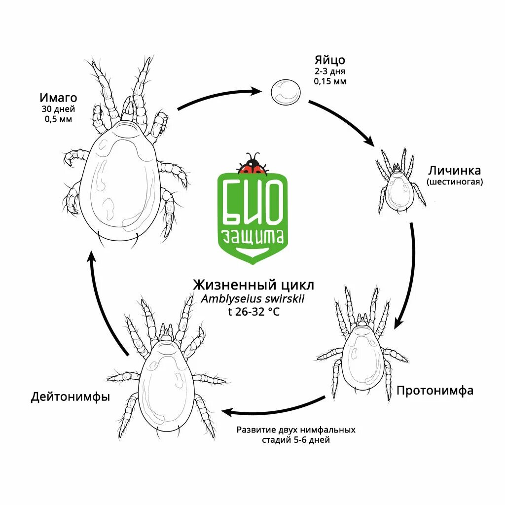 Цикл развития чесоточного клеща. Цикл развития иксодовых клещей схема. Амблисейус монтдоренсис. Жизненный цикл иксодовых клещей схема. Стадии жизненного цикла иксодового клеща.