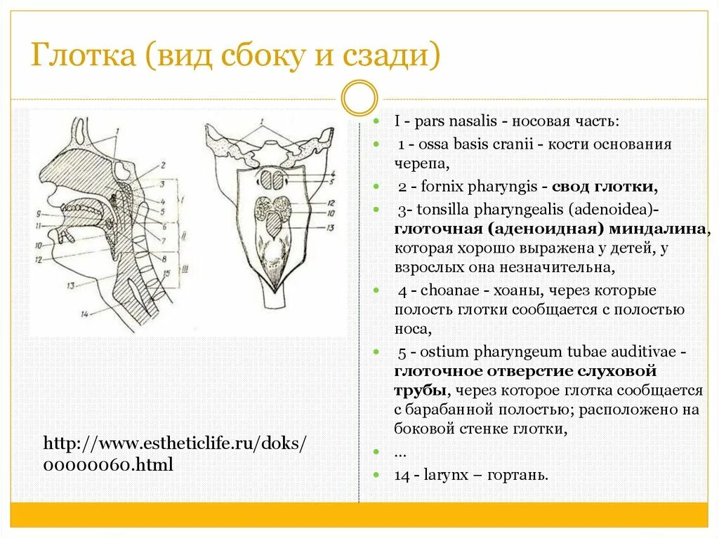 Ostium pharyngeum tubae auditivae. Полость глотки вид сбоку.