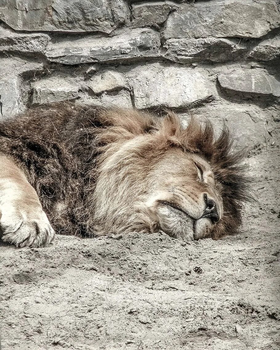 Сколько спят львы. Лев лежит. Лежачий Лев. Спящие львы. Спокойный Лев.