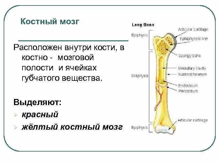 Функции костного мозга в трубчатой кости. Красный костный мозг расположен в губчатом веществе. Красный костный мозг и желтый костный мозг. Диафиз желтый костный мозг. Красный костный мозг латынь.