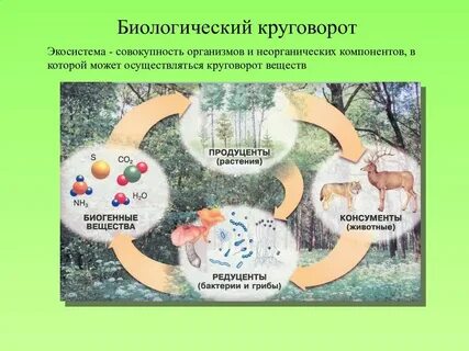 Уровни разнообразия