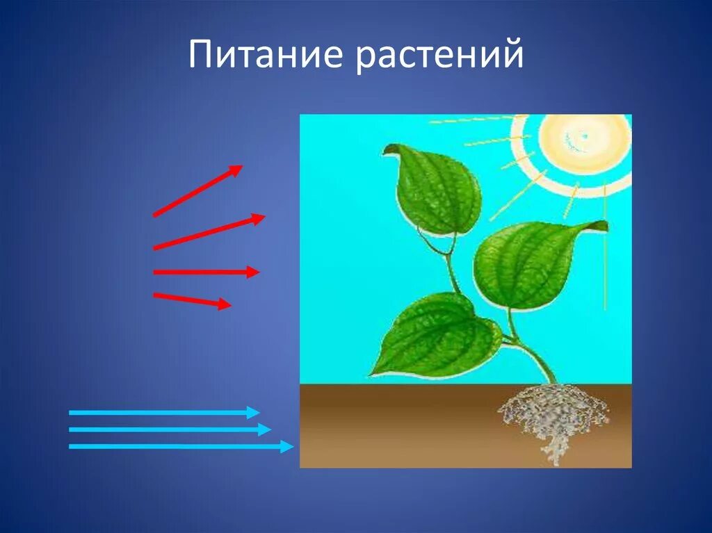 Фотосинтез дыхание минеральное питание растений. Питание растений. Схема питания растений. Как питаются растения. Минеральное и воздушное питание.