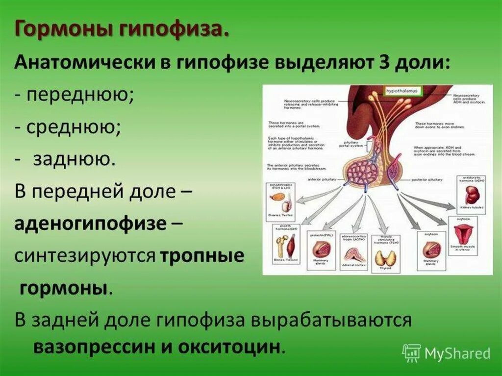 Гипофиз 3 доли. Функции гормонов задней доли гипофиза. Клетки аденогипофиза вырабатывают гормоны. Роль гормонов передней доли гипофиза. 170. Гормоны передней доли гипофиза:.