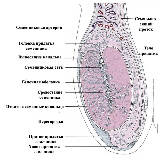 Строение семенника у кабелей. Анатомическое строение семенника животных. Семенники собаки анатомия. Строение семенника у животных анатомия. Плотное яичко