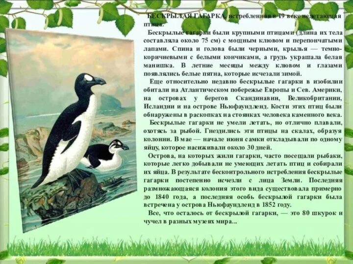 Сообщение о гагарке