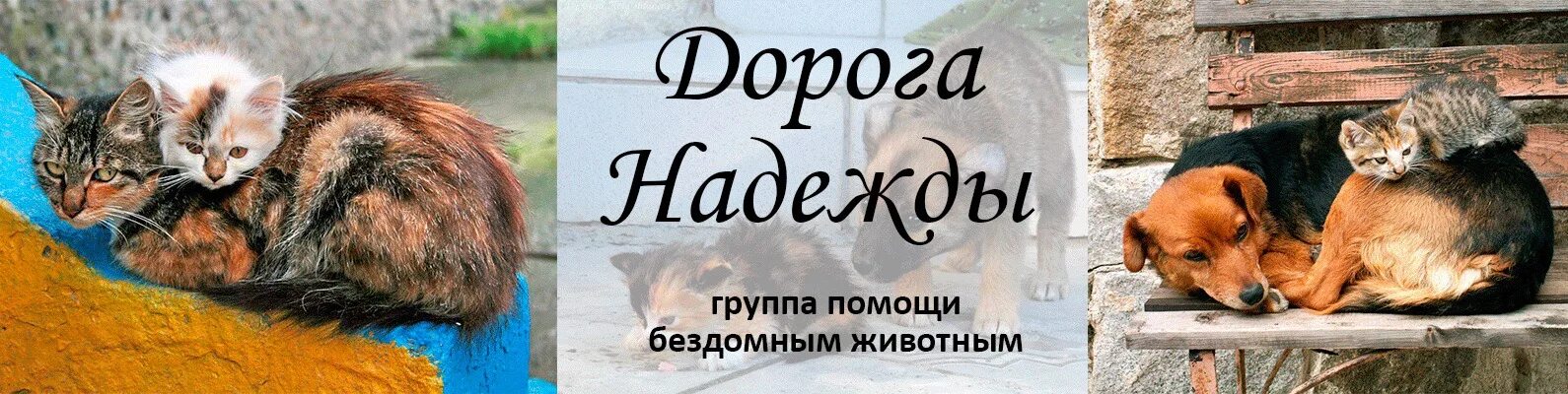 Живи помощь животным. Помощь животным. призыв о помощи бездомным животным. обложка для группы помощь животным. бездомные животные обрели дом.