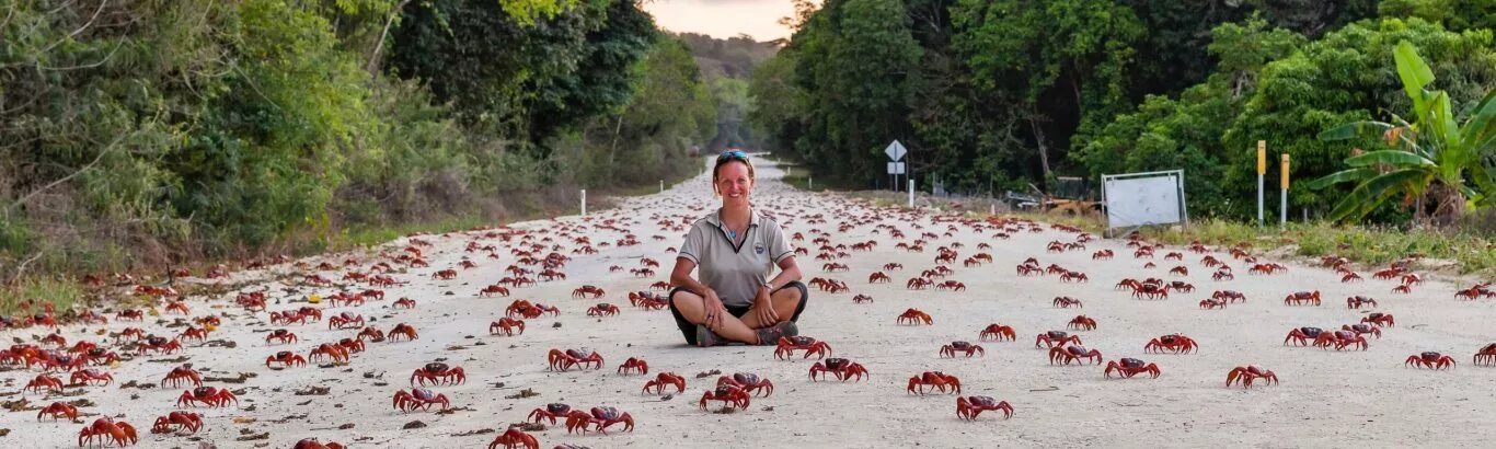 The Christmas Island Miracle: The Migration of the Bright Red Crab Christmas isl
