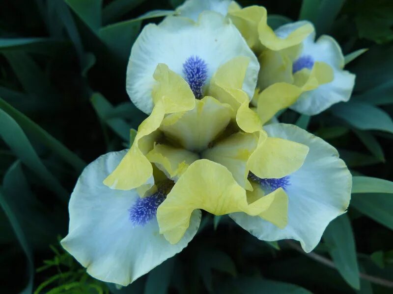 ирис карликовый описание. ирис малорослый баклажановый. ирис карликовый weststar. ирис карликовый сапфир. ирис йо йо (pumila).