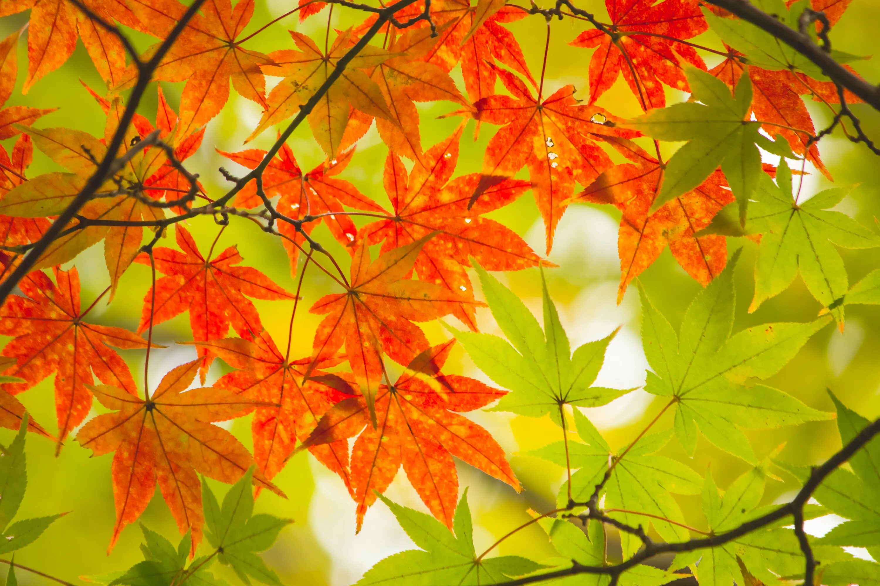 Оранжевый клен. Красивые листья. Осень листья. Осень красные листья. Красный лист.