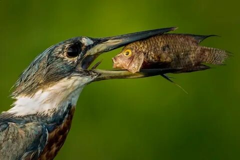 Comedy wildlife awards