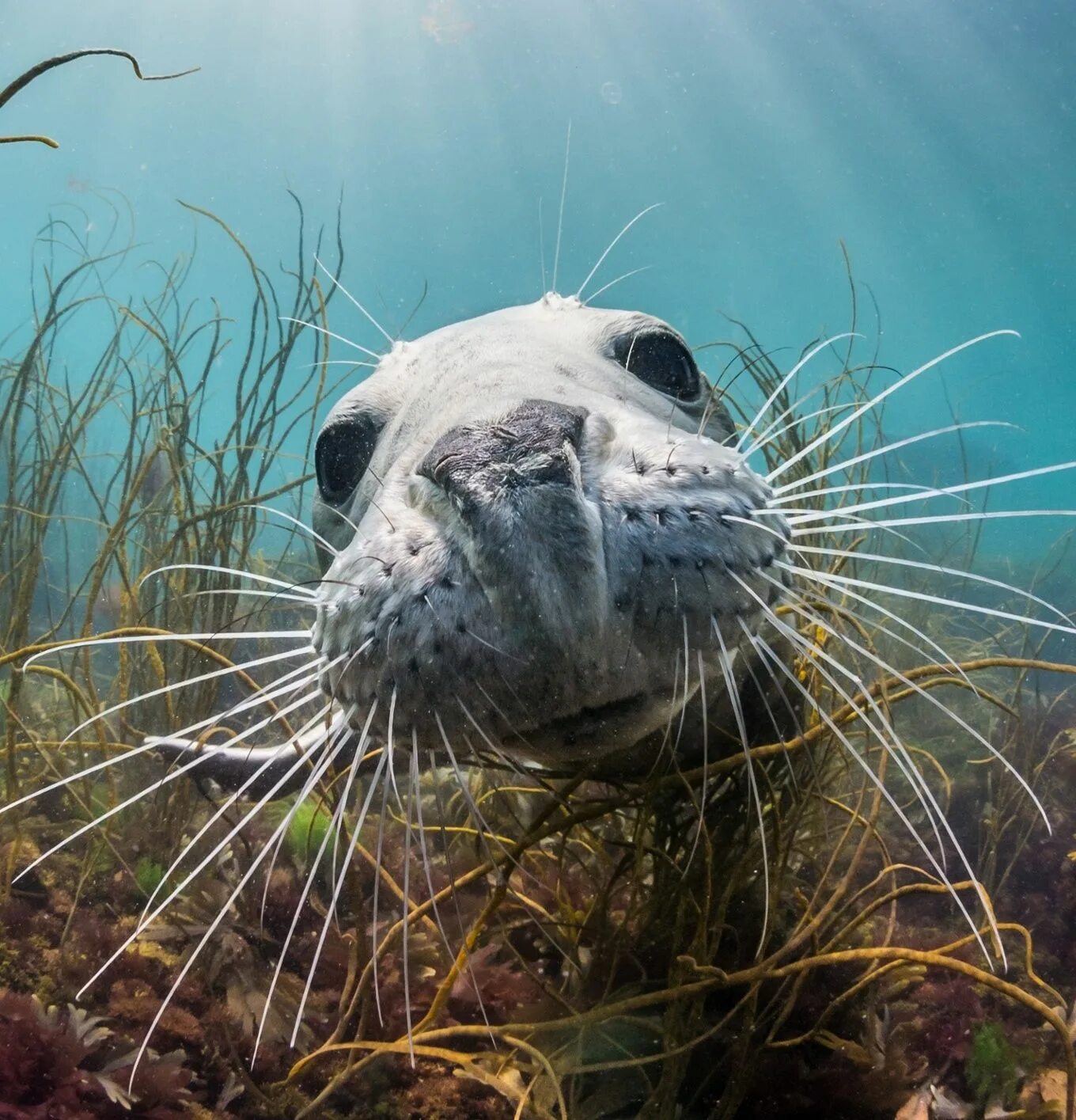 Водные животные это. Морские животные. Жители океана. Подводные животные. Океанские обитатели.