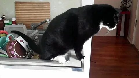 Сон кот писает