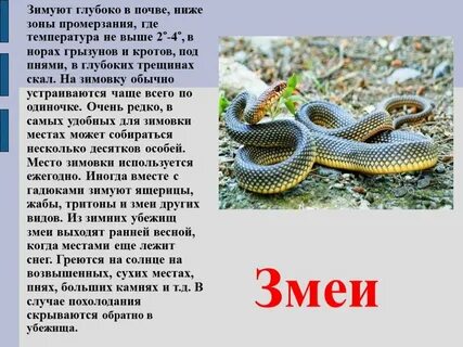 Когда гадюки впадают в спячку