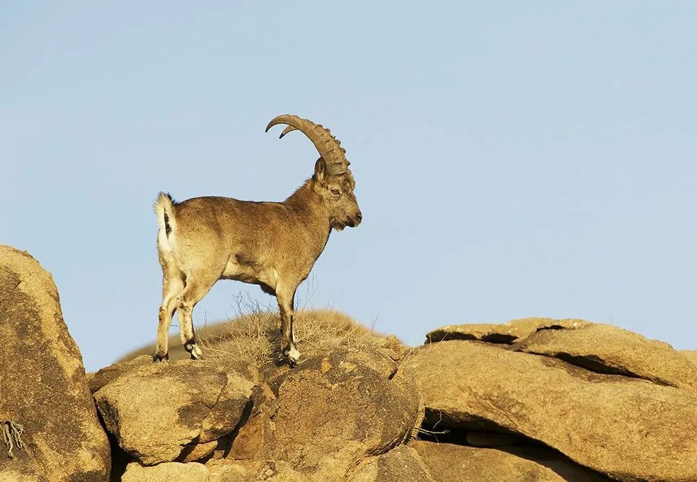 Горные козлы кыргызстана. Тебердинский заповедник кавказский тур. Тянь-шанский горный козёл. Животный мир северной осетии алании. Безоаровый козел дагестан горы.