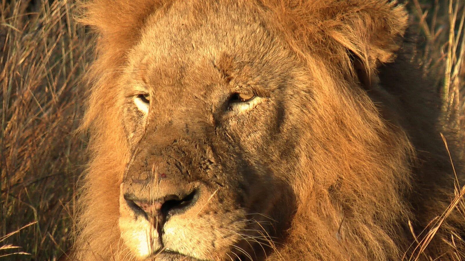 Глаза льва. Лев торцов. Хищные животные лев. Гордые львы. Самый красивый лев.