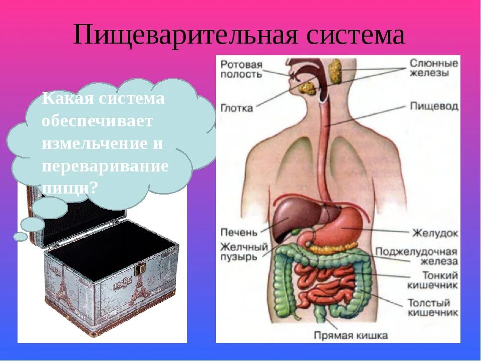 Система пищеварительных органов состоит из. Органы пищеварения. Органы пищеварительной системы человека. Органы участвующие в процессе пищеварения. Строение пищеварительной системы человека.