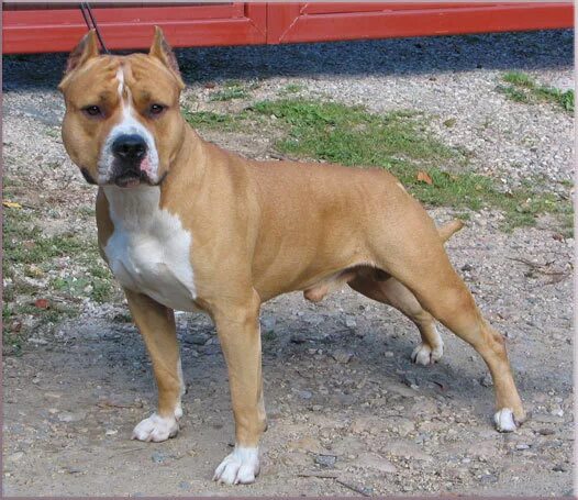 Стаффордширский терьер рост и вес. Стаффордширский терьер стандарт. Американский стаффордширский терьер вес. Стаффордширский терьер стандарт. Вес стаффа.