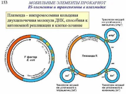Встраивание плазмиды в бактериальную клетку