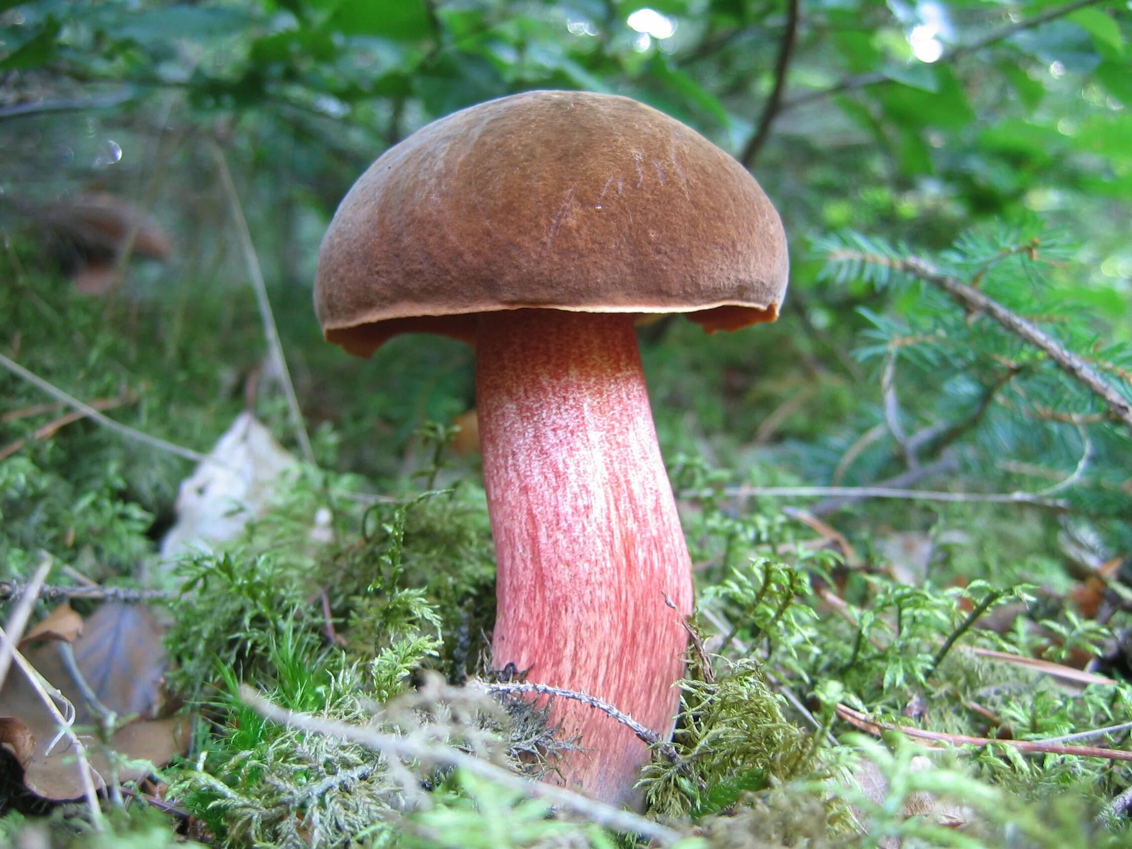 Лесные грибочки. Деревянный гриб. Грибы Лесные Кировской области. Грибы на деревьях. Какой гриб пьют