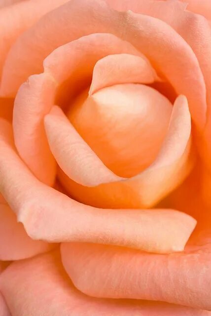 Какого цвета персик. Красивые оттенки цветов персиковый. peach orange цвет. цвет салмон. вселенная персикового цвета.