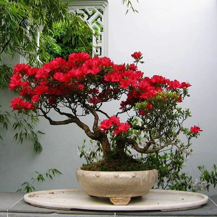 El arte del bonsai, Bonsai, Azaleas, Plants