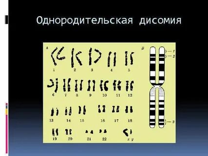 Материнская хромосома