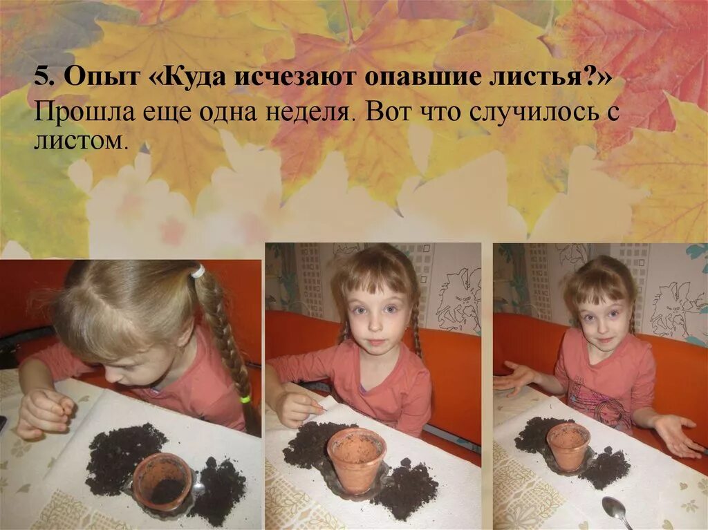 Опыты с листьями. Эксперименты с личтоками. опыты с опавшими листьями. куда исчезают опавшие листья.