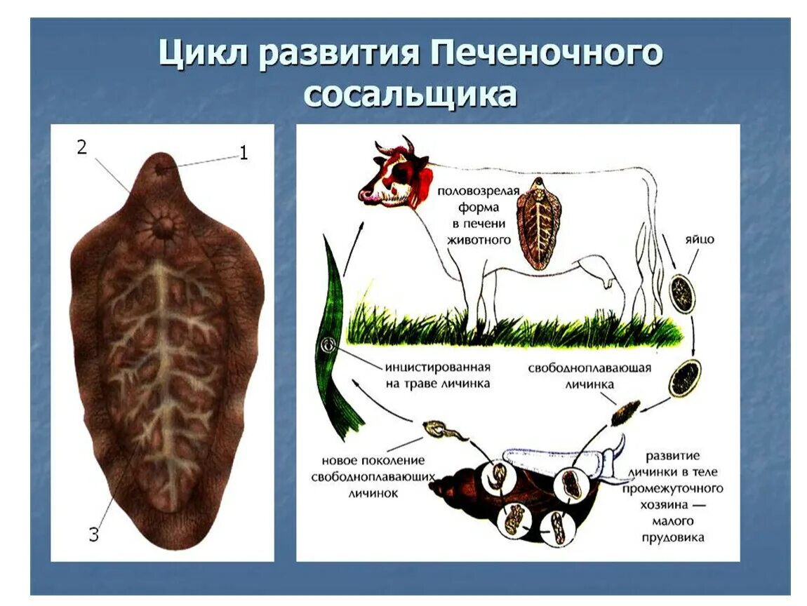 Определите тип развития животных печеночный сосальщик