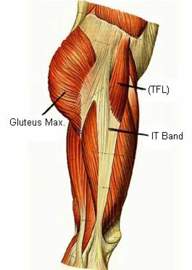 Tensor fasciae Latae мышца. Тензор широкой фасции бедра. Широкая фасция бедра анатомия. Мышца напрягающая широкую фасцию бедра анатомия.