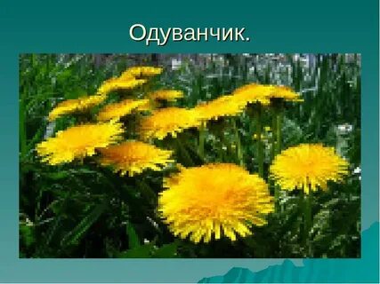 Про одуванчик для детей