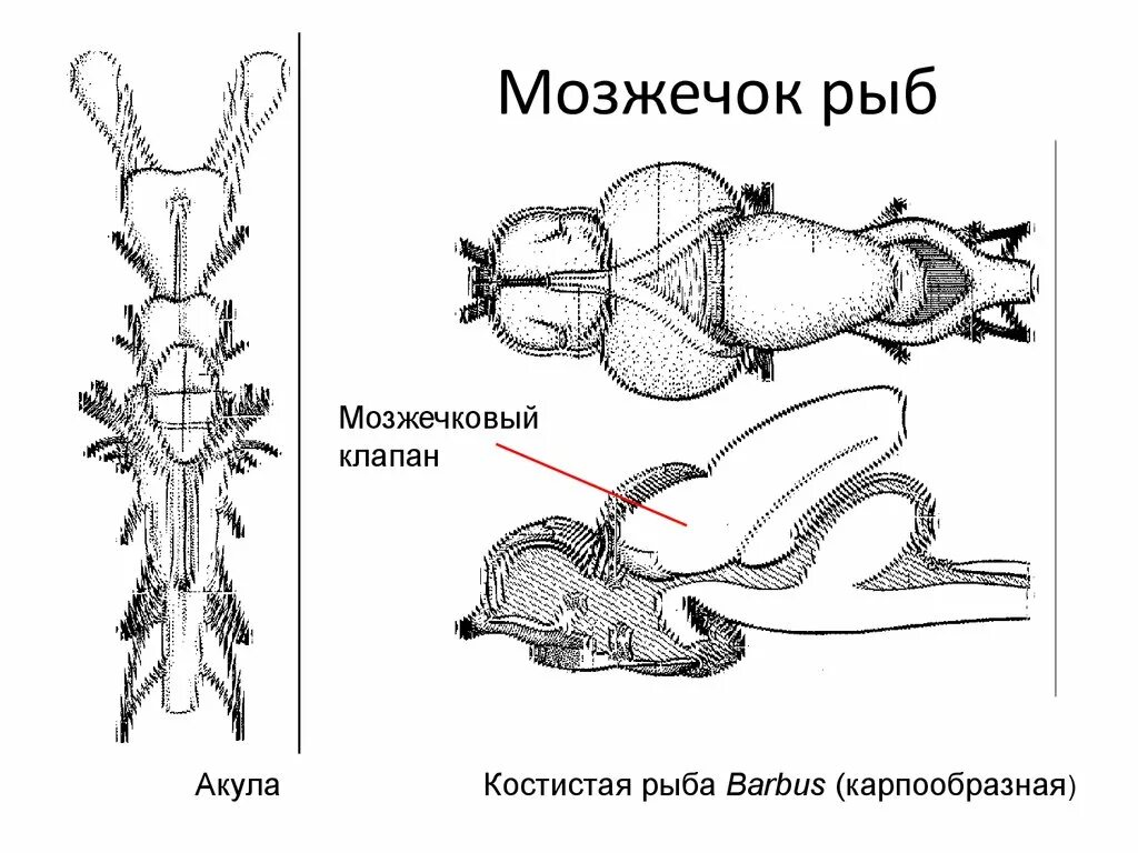 Развитие мозжечка у земноводных. Мозжечок у рыб. Мозжечок у рыб выполняет функции. Нервная система рыб. Нервная система рыбы нервная система.