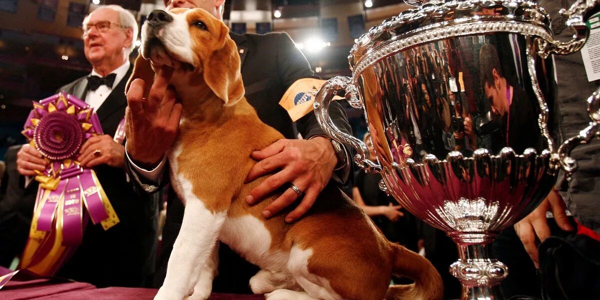 Собака с кубком. Нашедшая кубок собака была приглашена на банкет. 10 интересных фактов о футболе. Нашедшая кубок собака была приглашена на банкет. Нашедшая кубок собака была приглашена на банкет.