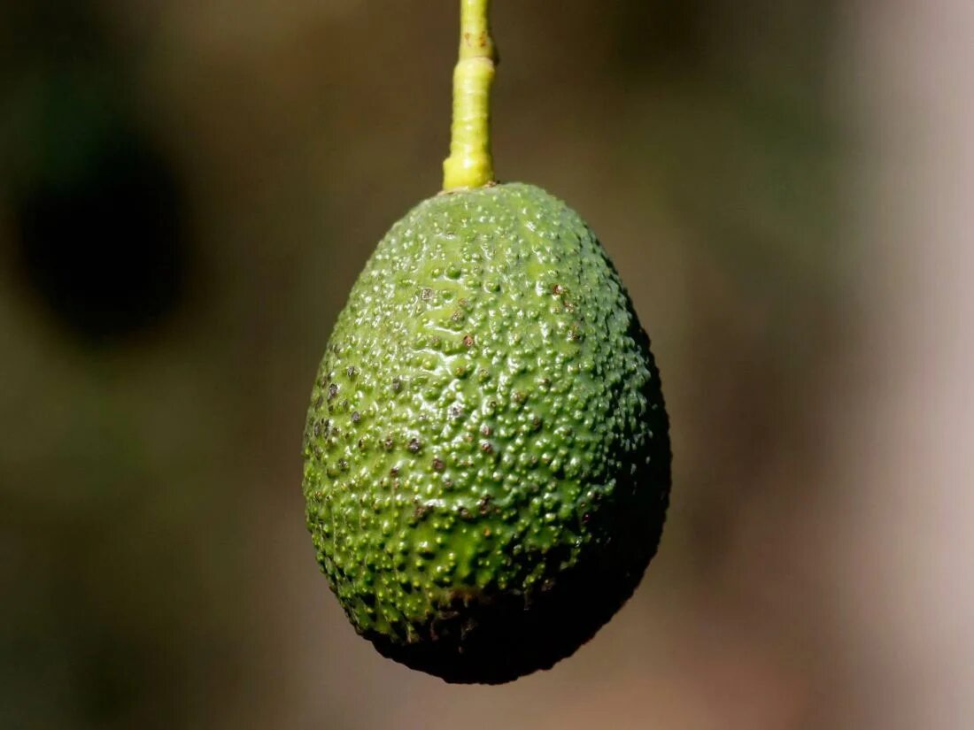 Авокадо желтый. Недозревший авокадо. Плод авокадо. Недозревшая косточка авокадо. Авокадо 4к.