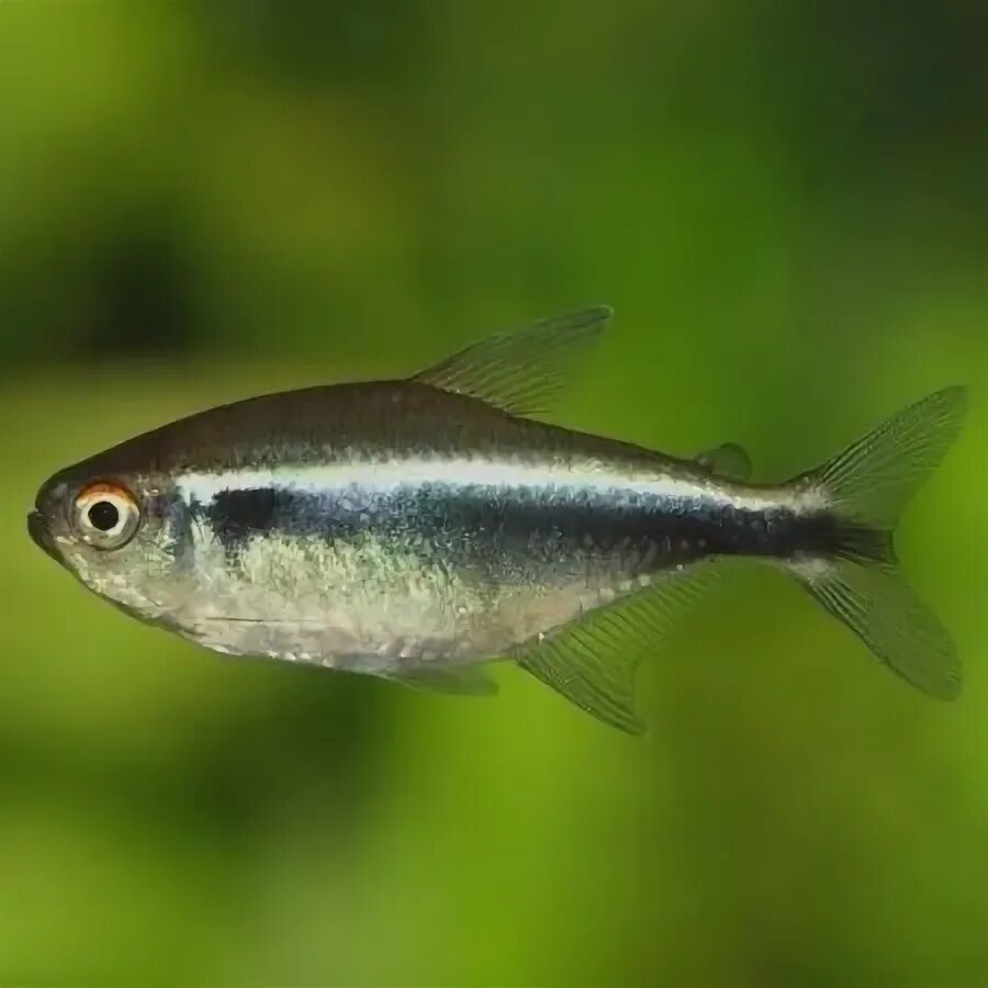 Неон чёрный (Hyphessobrycon herbertaxelrodi)