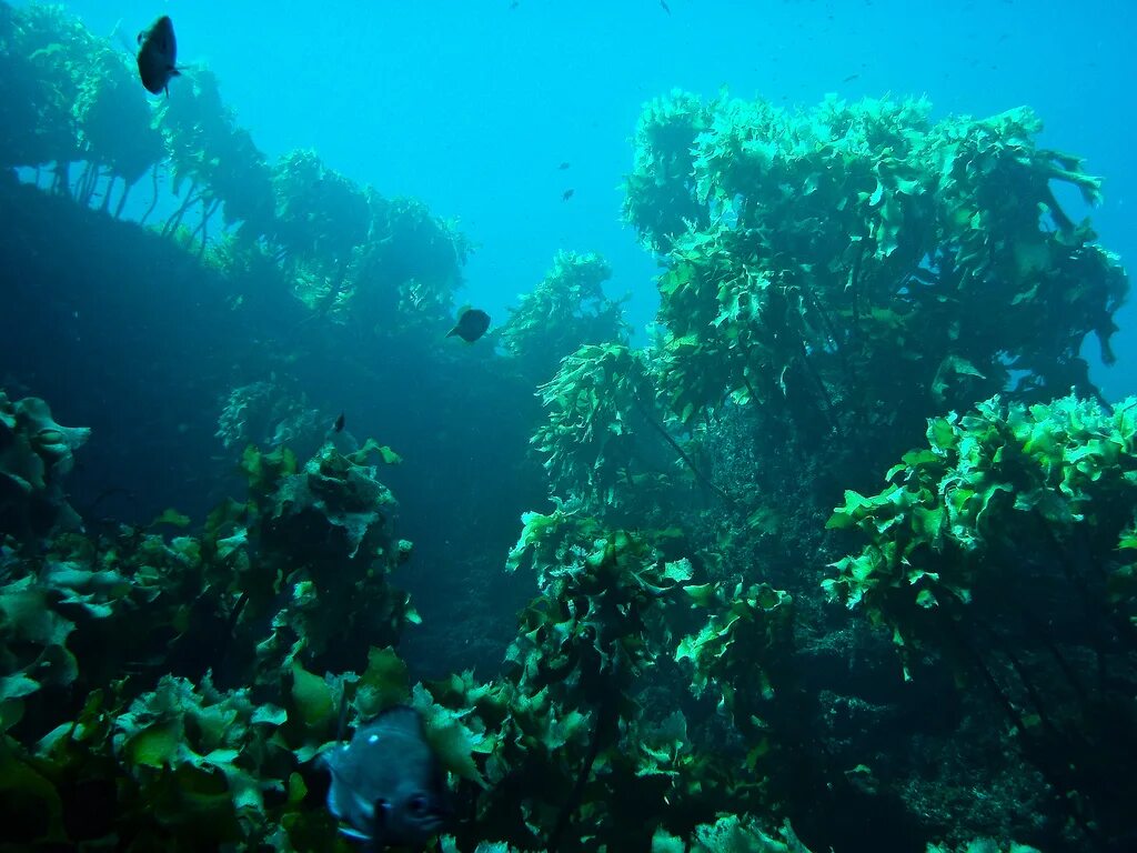 Дно Охотского моря. Водоросли Охотского моря. Водоросли Северного Ледовитого океана. Ламинария в японском море. Подводные части океана