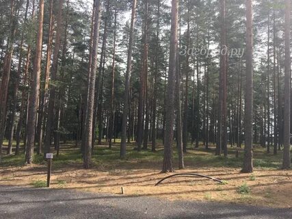 Сосновая 29