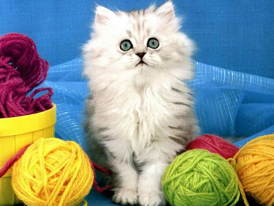 Котенок играет привет. Котенок и пряжа. клубок ниток. кот и клубок ниток. котенок и клубок ниток.