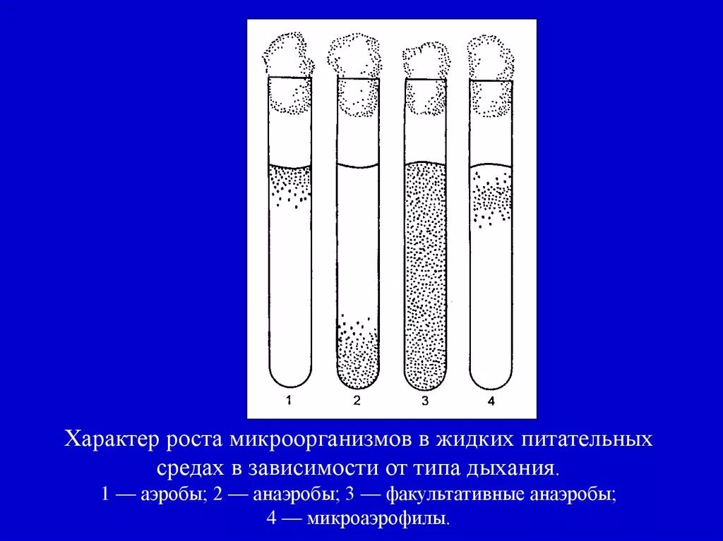 Рост бактерий на жидких питательных средах. Рост микроорганизмов на жидких питательных средах. Характер роста бактерий на питательных средах. Характер роста бактерий на жидких питательных средах.