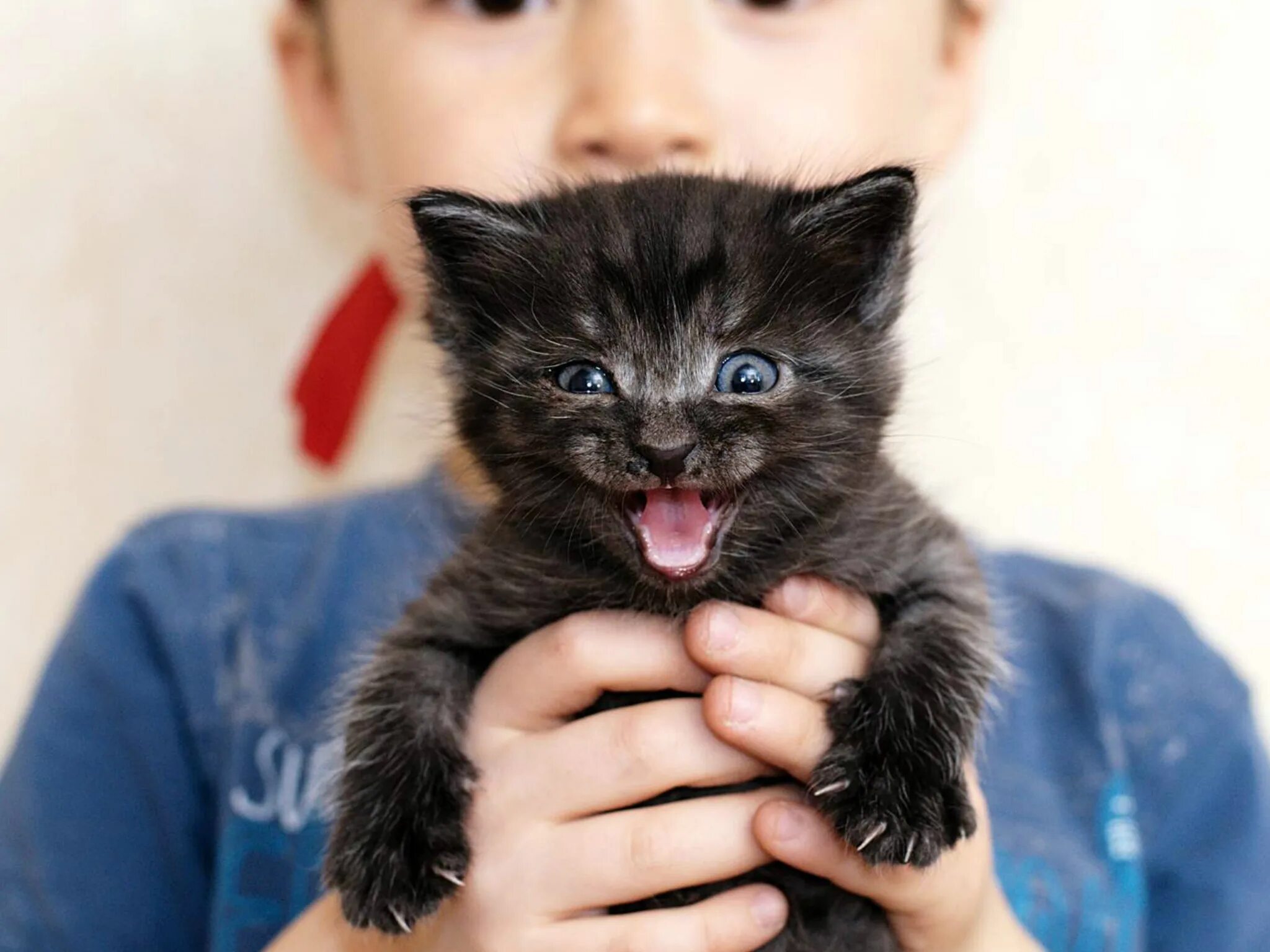 Кошка зовет малышей. Маленький черный котенок. Котята зовут. Черный котенок подросток.