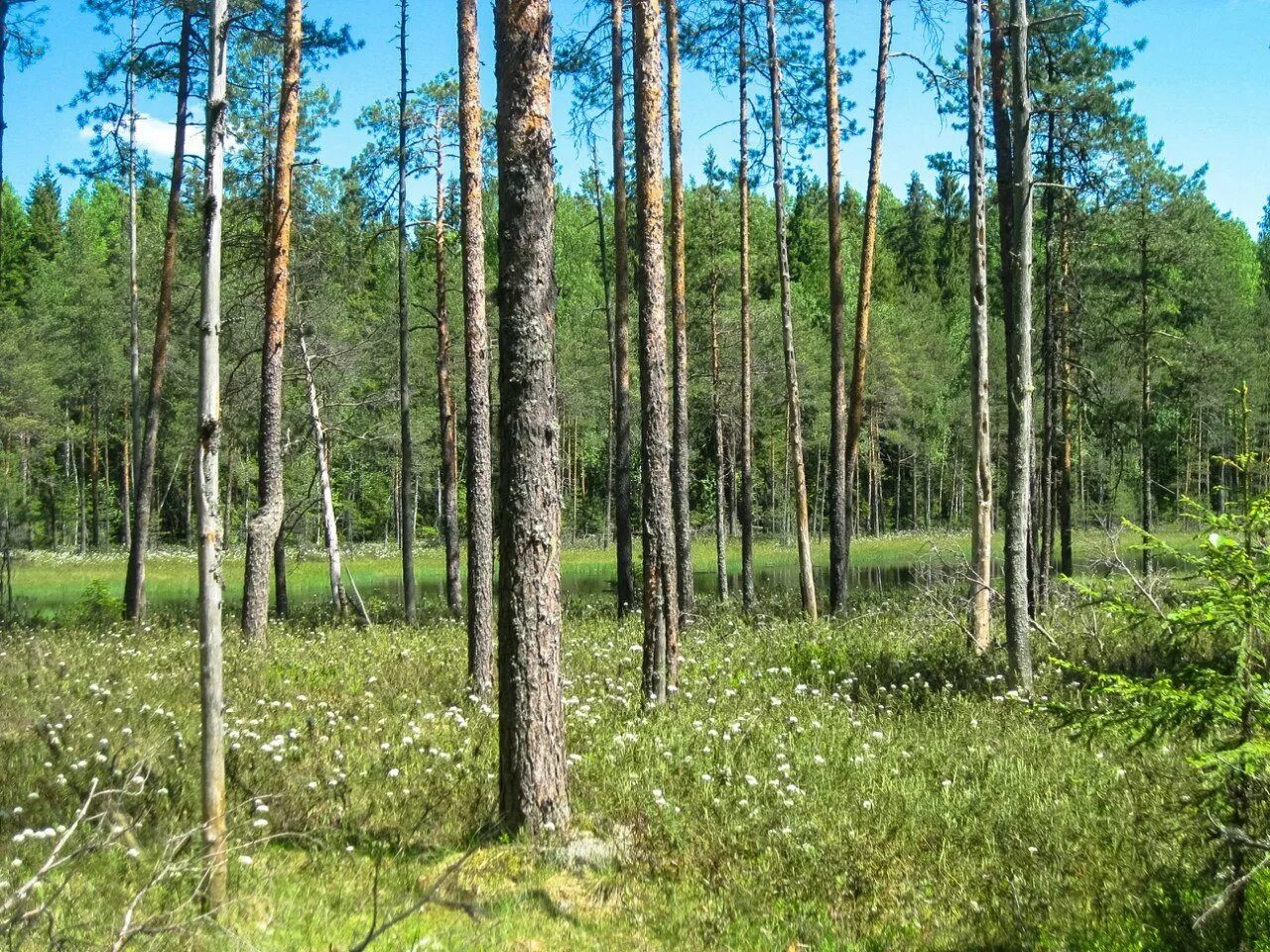 Сосняк зеленомошник. Сосняк сфагновый. Сосняк брусничник. Сосняк Орляковый. Сообщество березняки