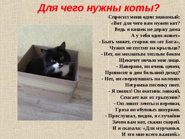 Почему меня не любят текст. Человеку нужен кот. Зачем нужен кот. Стихотворение человеку нужен кот. Для чего нужен кот-стихотворение.