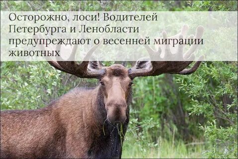 Лось автомобилист